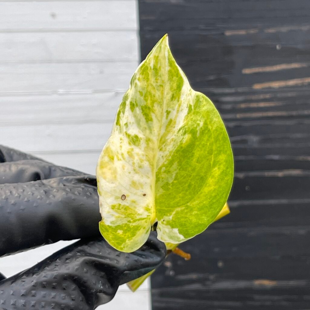 Pothos Epipremnum High Queen Tricolor | 1 leaf cutting