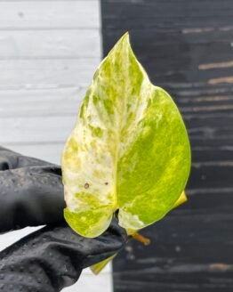 Pothos Epipremnum High Queen Tricolor | 1 leaf cutting