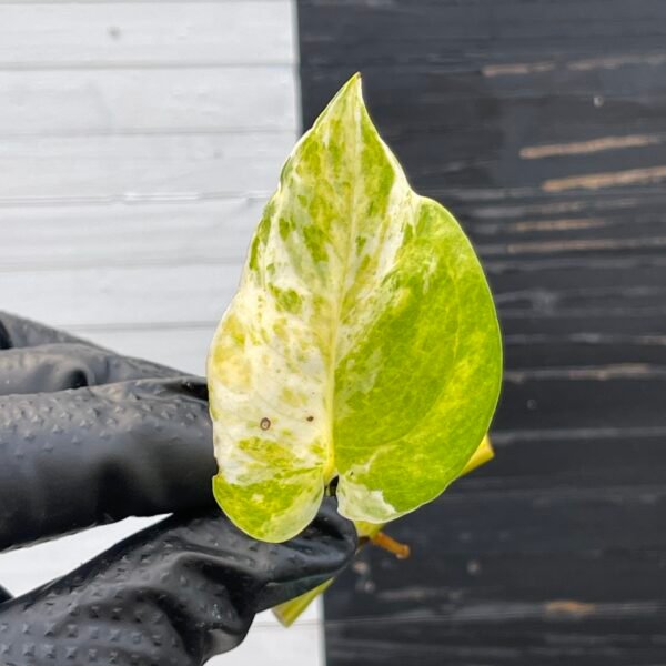 Pothos Epipremnum High Queen Tricolor | 1 leaf cutting
