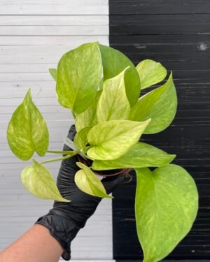 Pothos Teruno #4 Hana hana | Terunoworld series