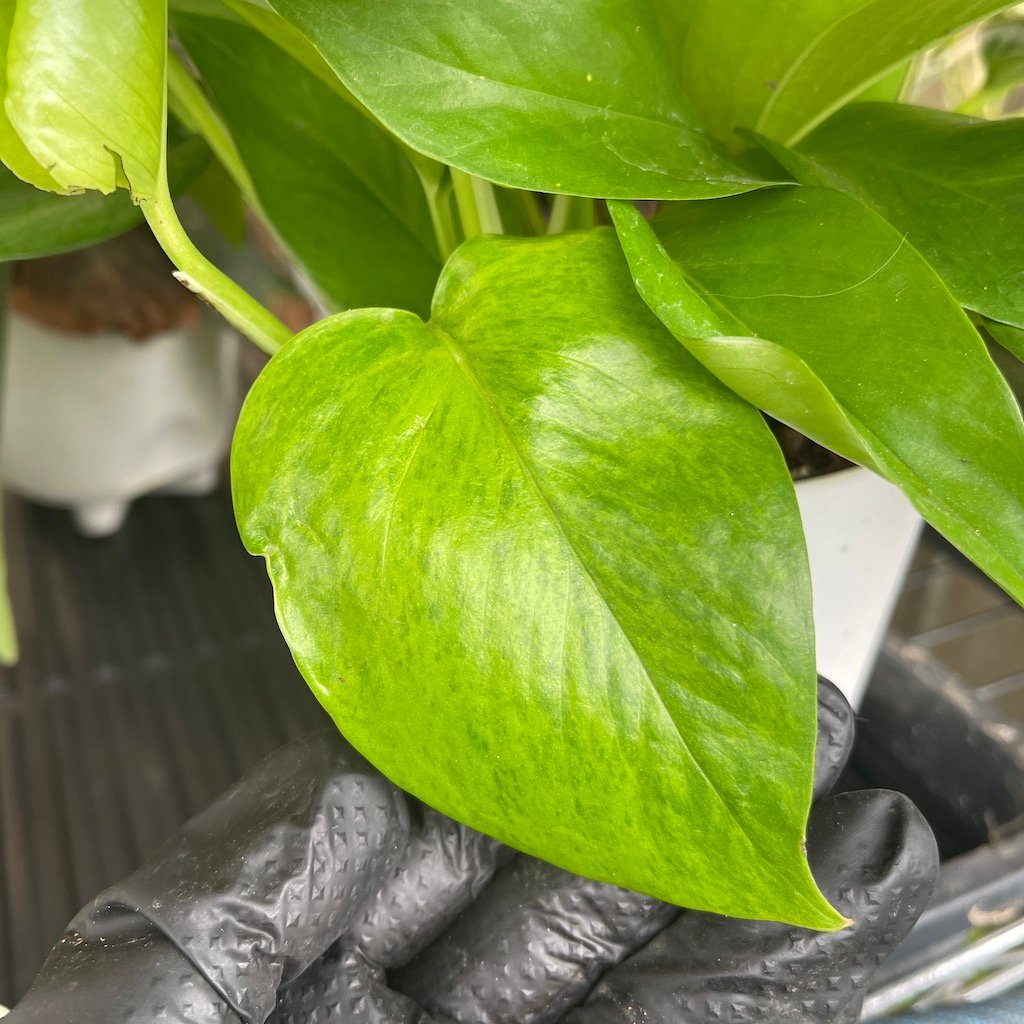 Teruno Midnight | Terunoworld Series