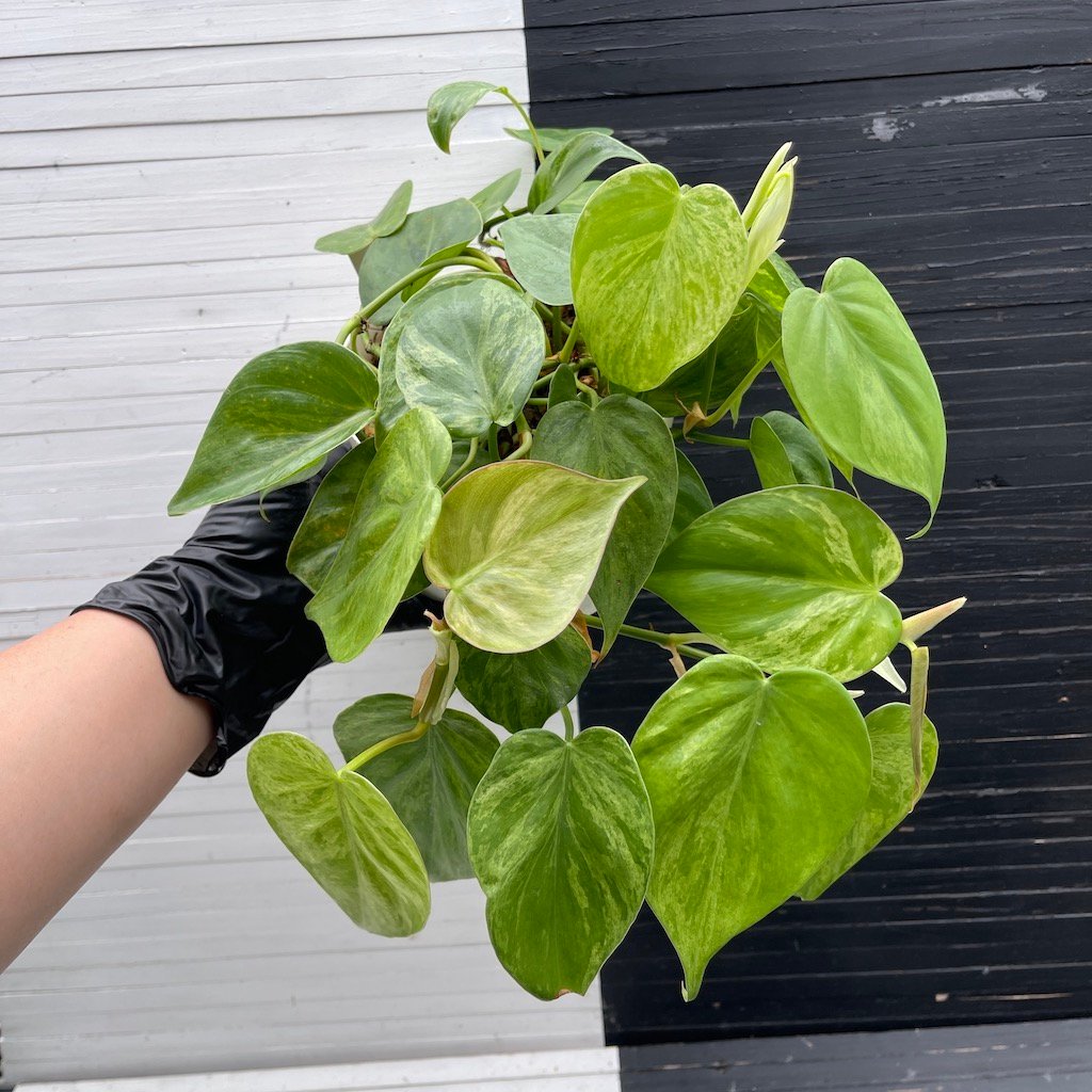 Variegated Philodendron Hederaceum Full Pot – 58224