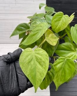 Variegated Philodendron Hederaceum Full Pot - 58224