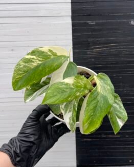 Variegated Monstera Lechleriana - 59413