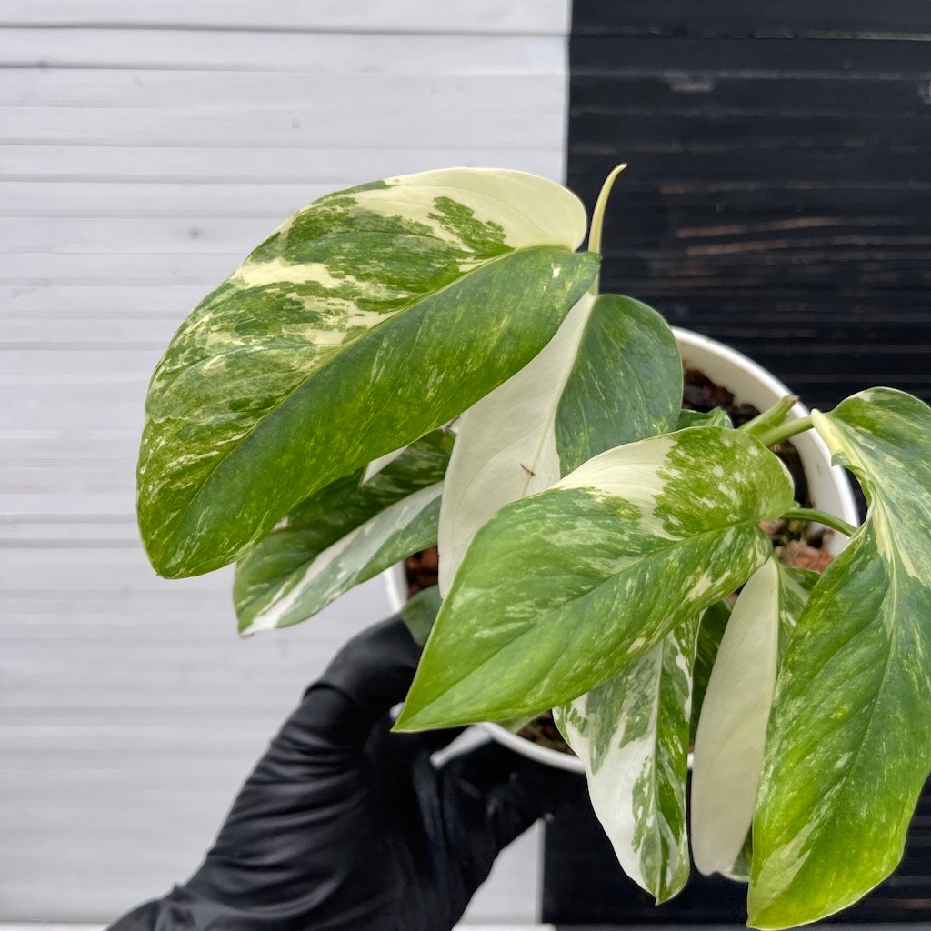 Variegated Monstera Lechleriana – 59413