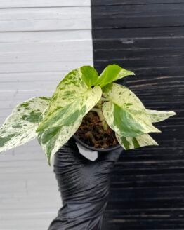 Pothos Teruno #5 Fanfare | Terunoworld series