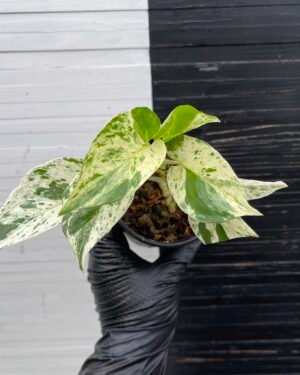 Pothos Teruno #5 Fanfare | Terunoworld series