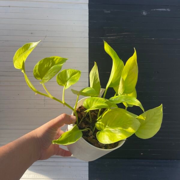 Pothos Teruno Wakakusa - 59207 | Plant Purge - Image 3