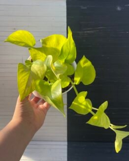 Pothos Teruno Wakakusa - 59207 | Plant Purge