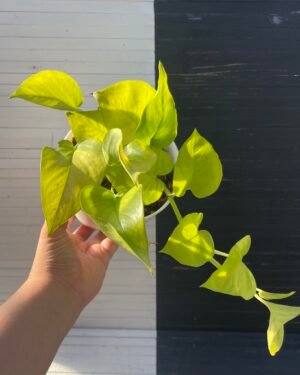 Pothos Teruno Wakakusa - 59207 | Plant Purge