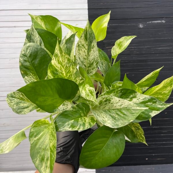 Pothos Teruno Happiness - Image 4
