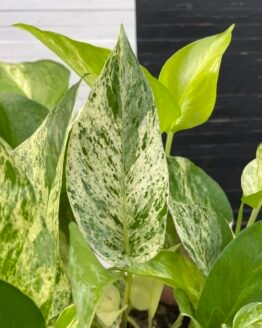 Pothos Teruno Happiness