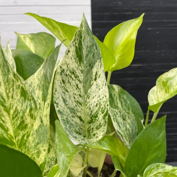 Pothos Teruno Happiness