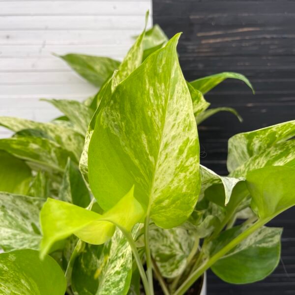 Pothos Teruno Happiness - Image 2