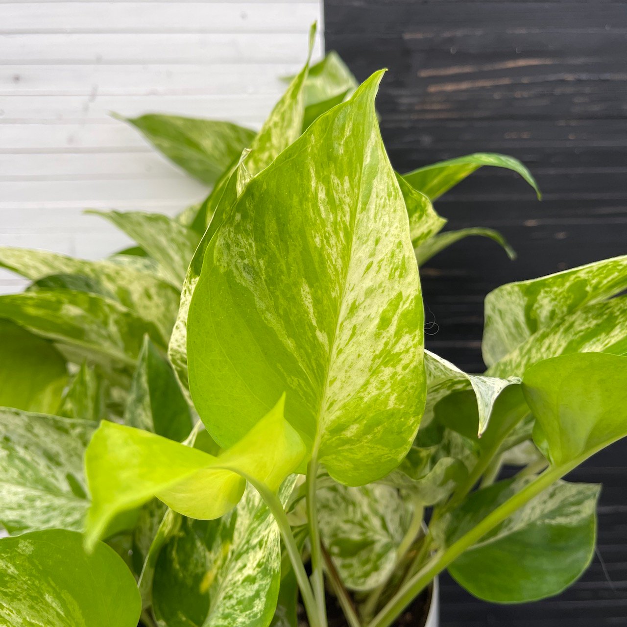 Pothos Teruno Happiness