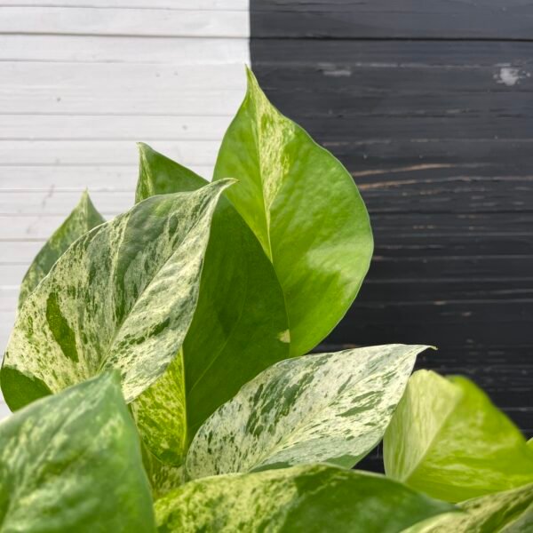 Pothos Teruno Happiness - Image 3