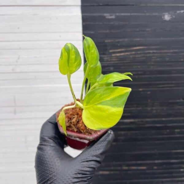 Pothos Epipremnum AW Fantasy by Washio Akio - Image 6