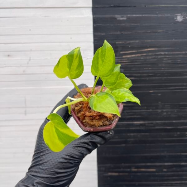 Pothos Epipremnum AW Fantasy by Washio Akio - Image 5