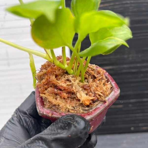 Pothos Epipremnum AW Fantasy by Washio Akio - Image 4