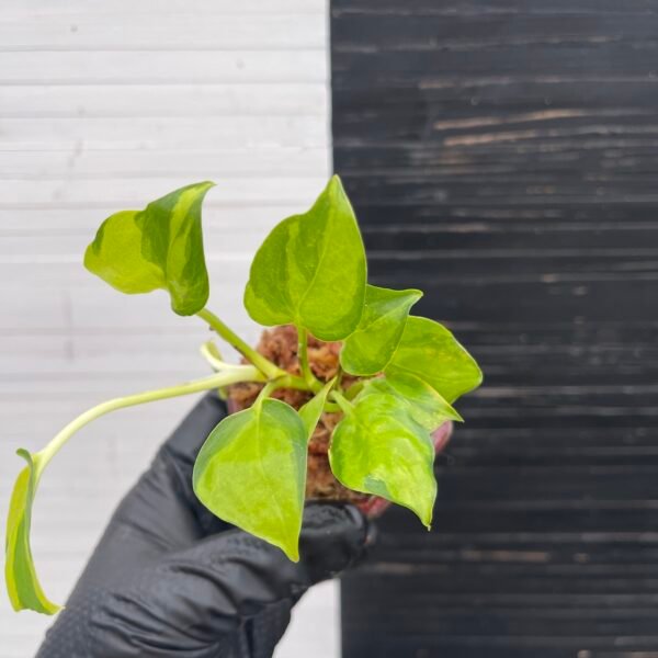 Pothos Epipremnum AW Fantasy by Washio Akio - Image 3
