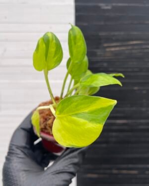 Pothos Epipremnum AW Fantasy by Washio Akio