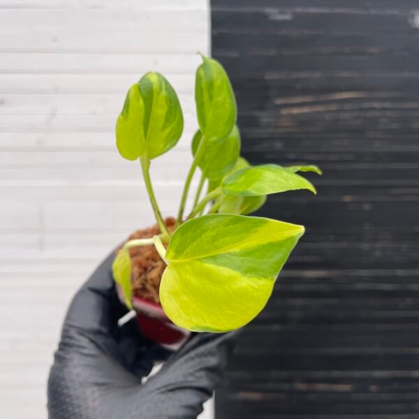 Pothos Epipremnum AW Fantasy by Washio Akio