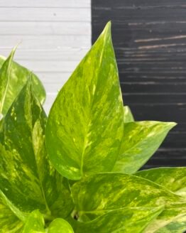 Teruno Camouflage | Terunoworld Series