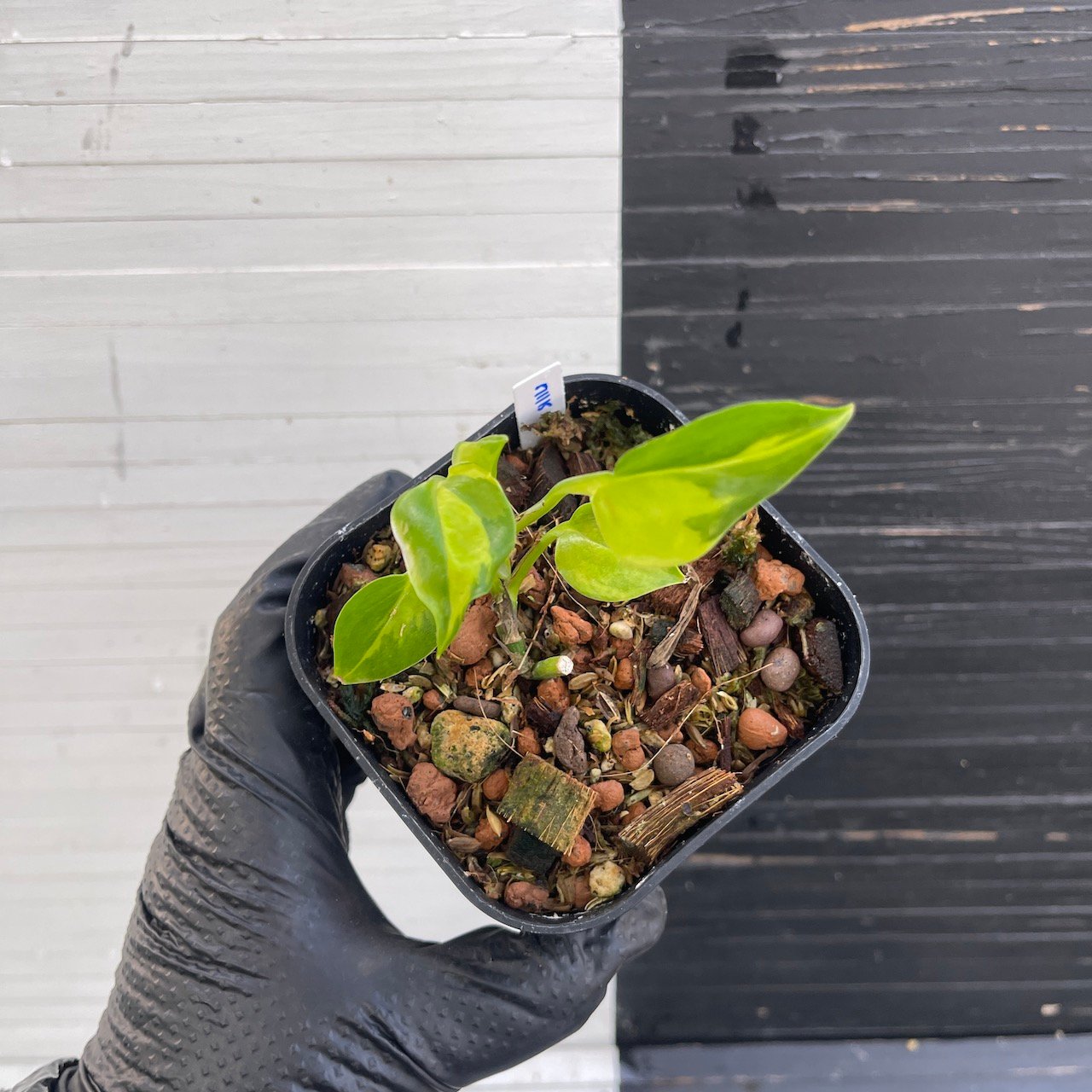 Pothos Epipremnum AW Fantasy by Washio Akio