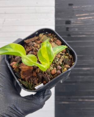 Pothos Epipremnum AW Fantasy by Washio Akio