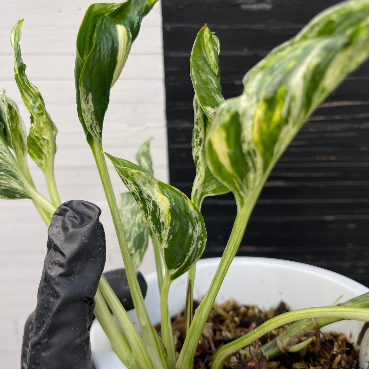 Pothos Epipremnum Shangri La Tricolor "Akari" | Exclusive Plant - Image 5