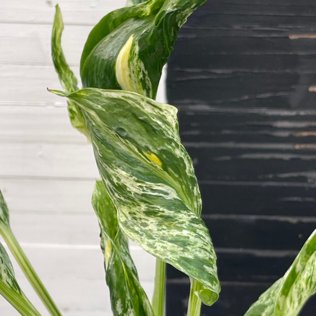 Pothos Epipremnum Shangri La Tricolor "Akari" | Exclusive Plant - Image 3