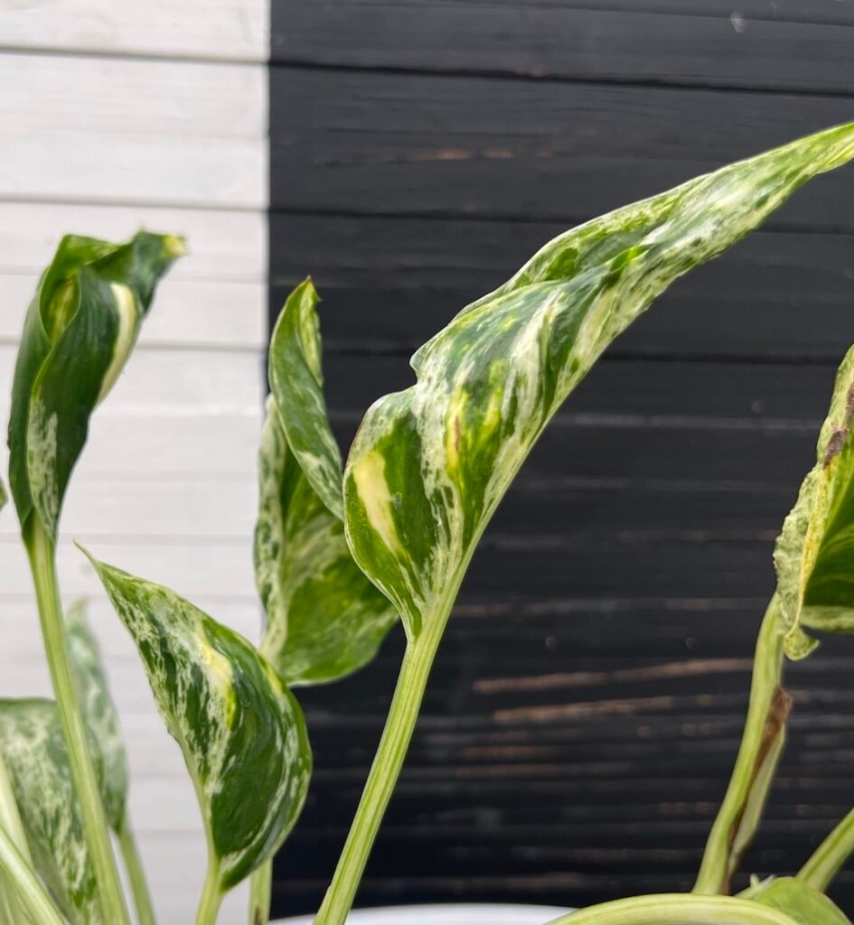 Pothos Epipremnum Shangri La Tricolor "Akari" | Exclusive Plant