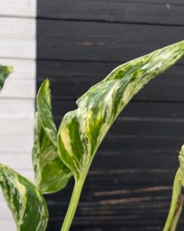 Pothos Epipremnum Shangri La Tricolor "Akari" | Exclusive Plant