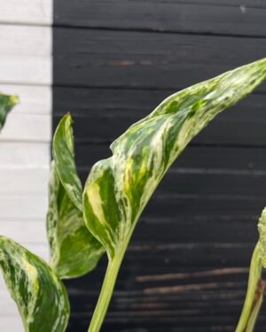Pothos Epipremnum Shangri La Tricolor "Akari" | Exclusive Plant