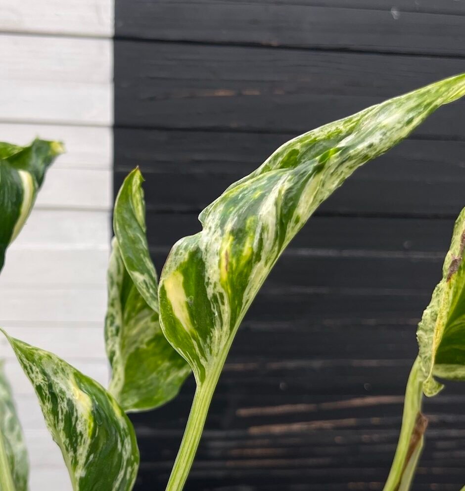 Pothos Epipremnum Shangri La Tricolor "Akari" | Exclusive Plant