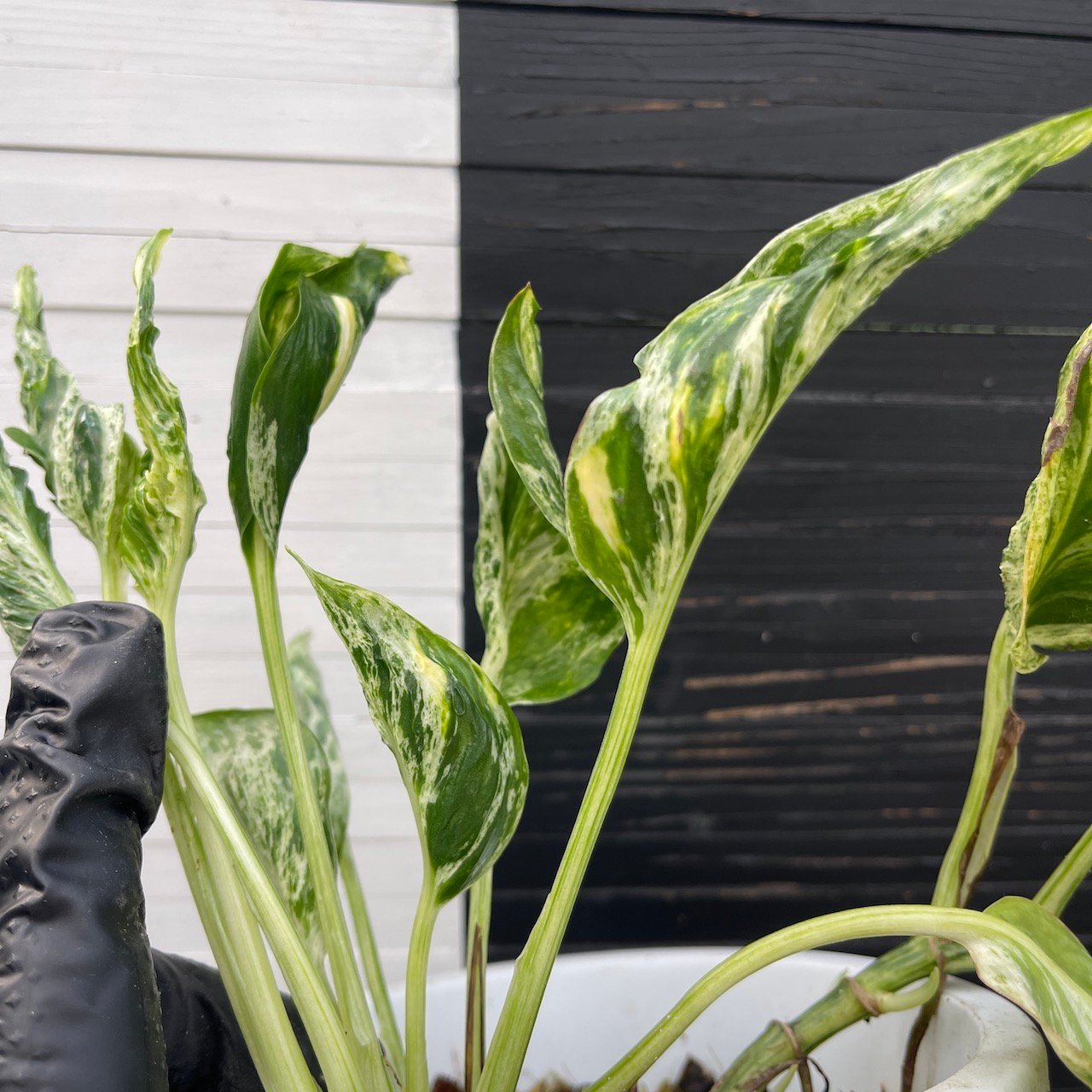 Pothos Epipremnum Shangri La Tricolor "Akari" | Exclusive Plant - Image 4