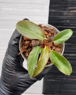 Philodendron Orange Princess - 59412