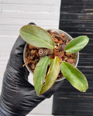 Philodendron Orange Princess - 59412