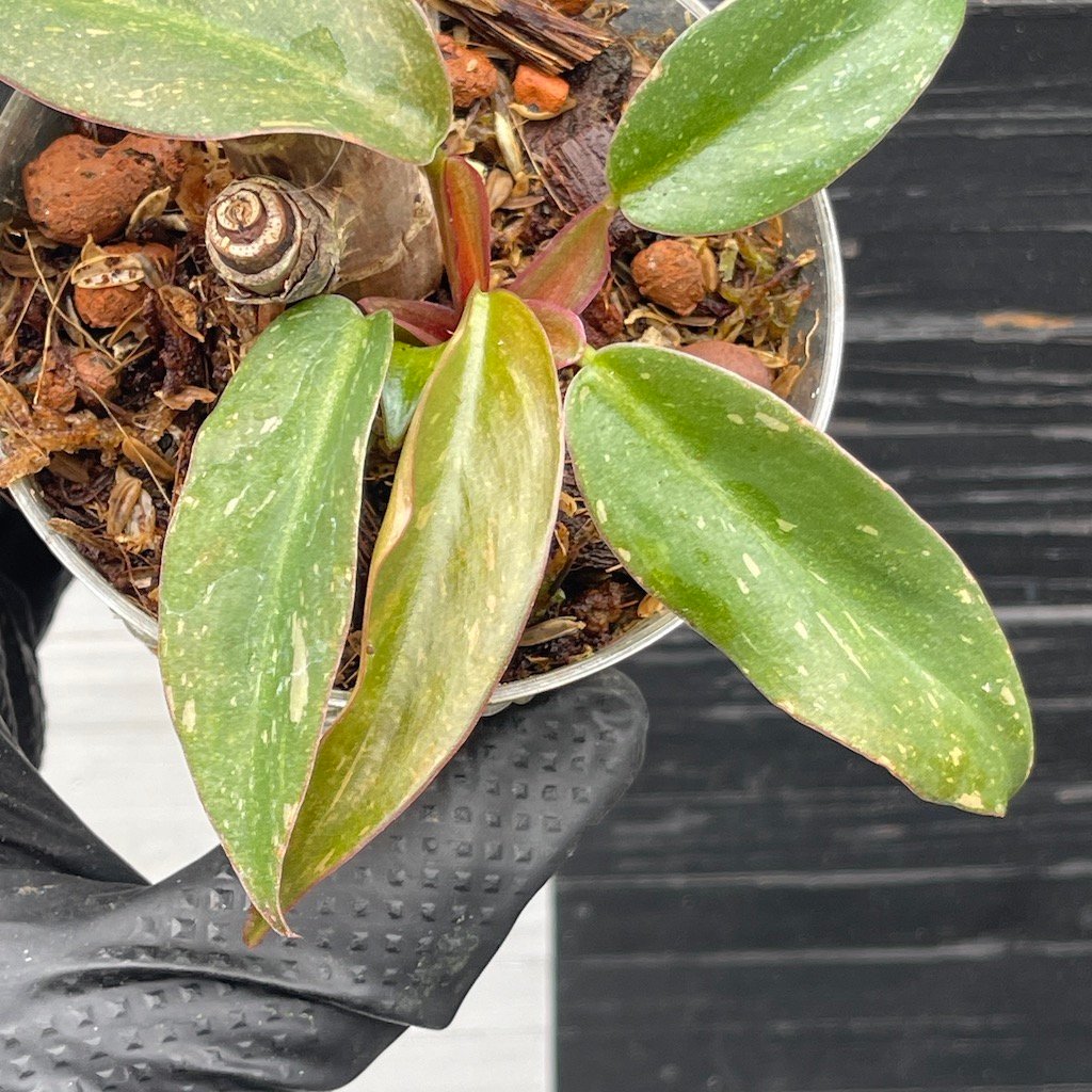 Philodendron Orange Princess – 59412