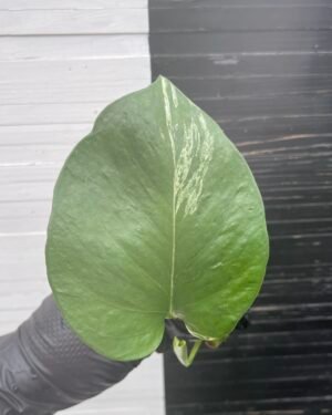 Pothos Teruno Grace - C | PLANT PURGE