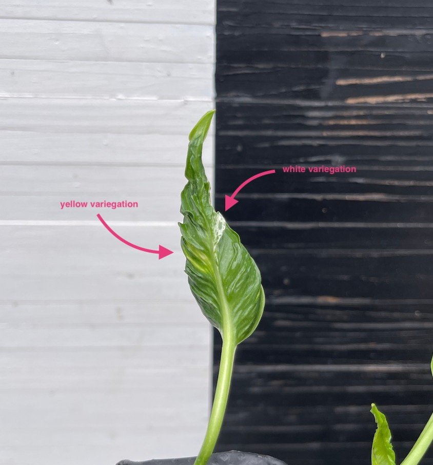 Pothos Epipremnum Shangri La Tricolor "Akari" | Exclusive Plant - Image 2