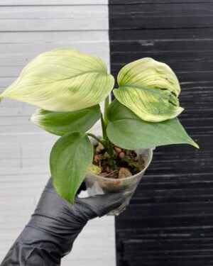 Scindapsus White Monster