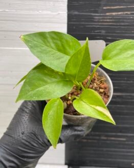 Lima compacta - 510314 small variegation | PLANT PURGE