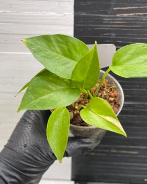 Lima compacta - 510314 small variegation | PLANT PURGE