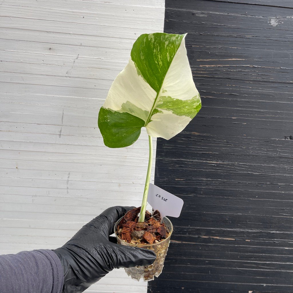 Extremely Rare | Variegated monstera deliciosa albo large form