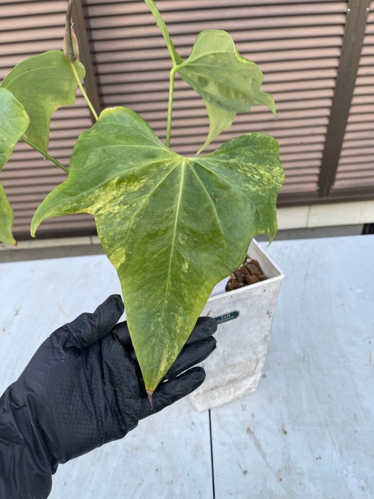 Anthurium Pterodactyl (mature flowering specimen) - 511202