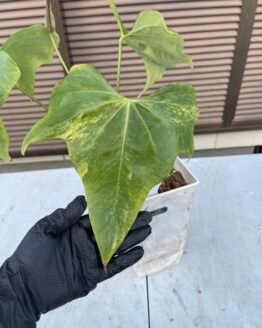 Anthurium Pterodactyl (mature flowering specimen) - 511202