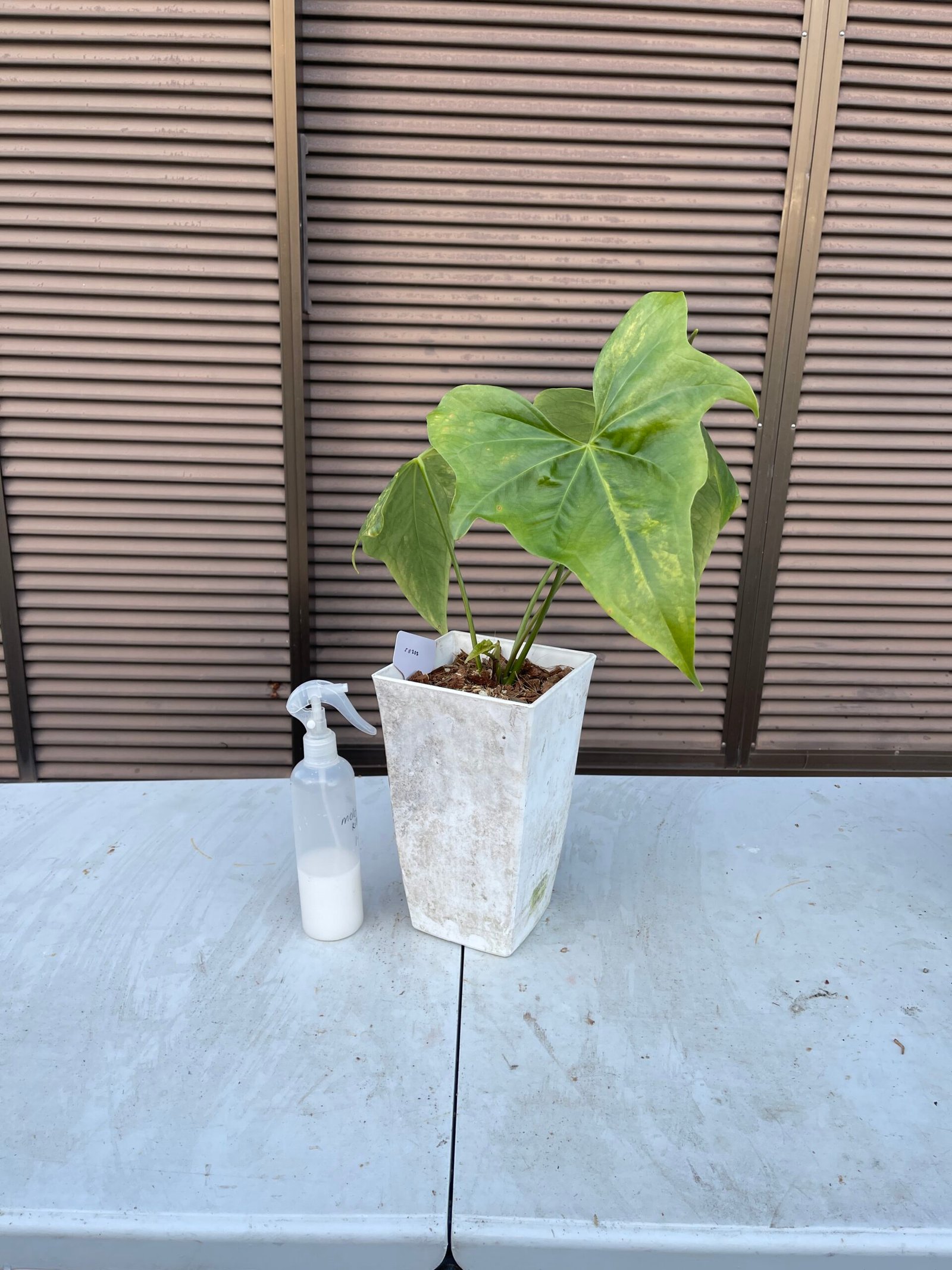 Anthurium Pterodactyl (mature flowering specimen) – 511202