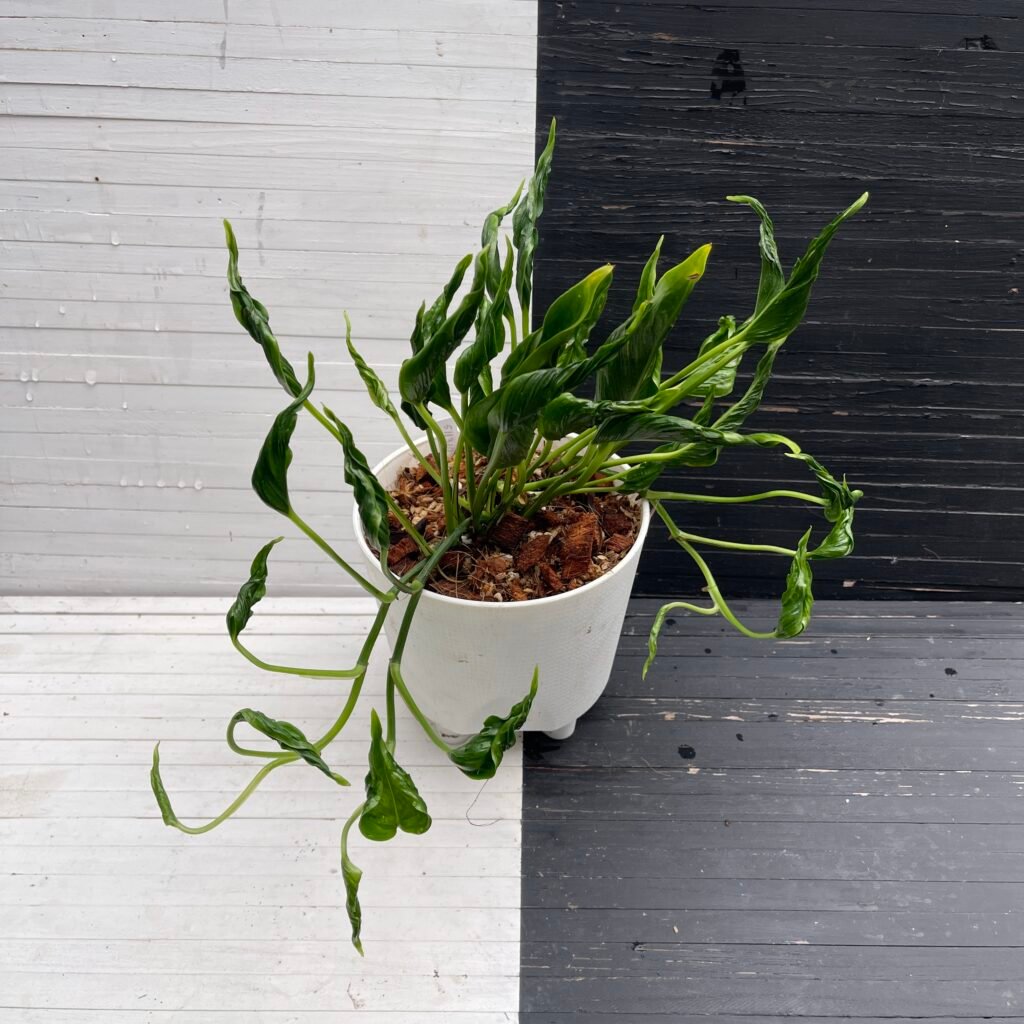 Pothos Teruno Shang ri La