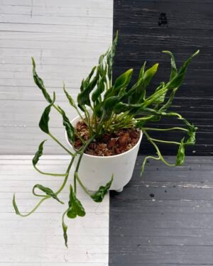 Pothos Teruno Shang ri La
